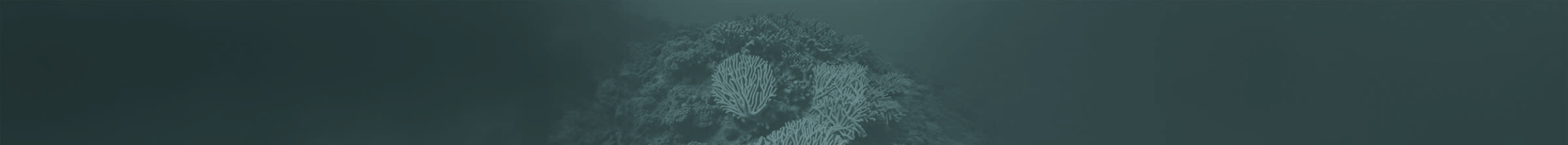 ca2_Koralle_halboben_02d