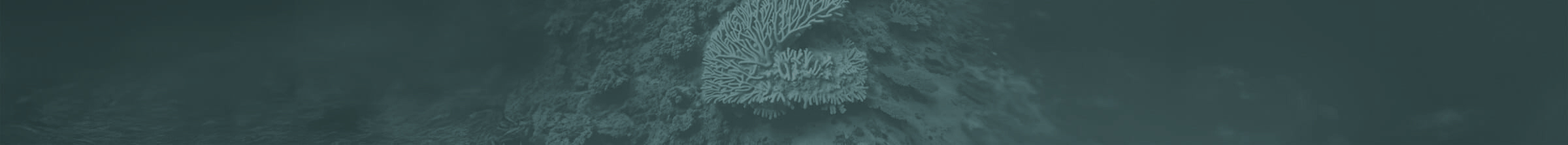 ca2_Koralle_halbunten_02d (1)